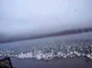 MINNOWS =BASS=PELICANS AT CLEARLAKE