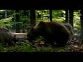 Wolf vs bear