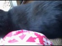 Mar 30 2008 - VID00018