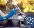 Totalled Trike - Beautifully Bent, Cruelly Crashed