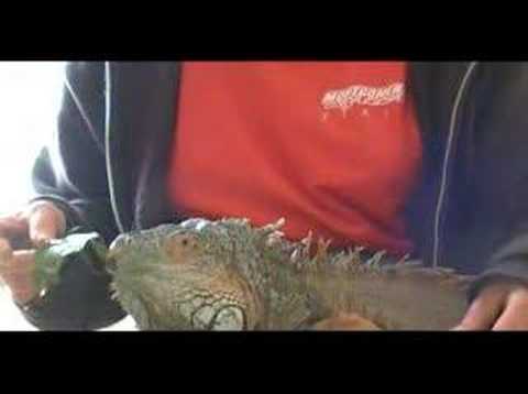 how to cure iguana mouth rot