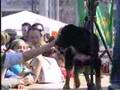 Festa de l'animal de companyia de Sabadell