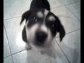 videos de Roofus eating (215.3g2)