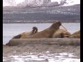 videos de Spitsbergen