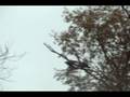 videos de Falcolns in the backyard