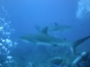 Shark Dive in Roatan