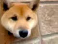 dog hole dog hole