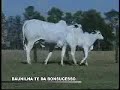 Baunilha da Bonsucesso