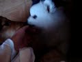 Video de Cachorra Shetland y Spitz Japon�s