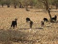Tree Climbing Goats of Morocco 1