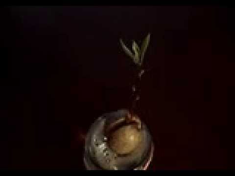 how to transplant rubber tree