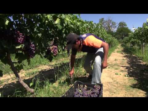 Viticultura- Grover Valderrama (Mizque, Cochabamba 2016)