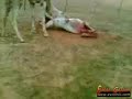 بعير ياكل بعير اخر