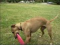 Meya and her frisbee \"part 2\"