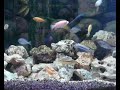 Feeding Malawi Chiclids