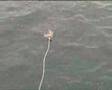 Great White Shark Chomps Big Tuna