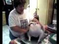 videos de Mom_slaps_turkey.mpeg