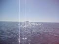 Seven Gray Whales