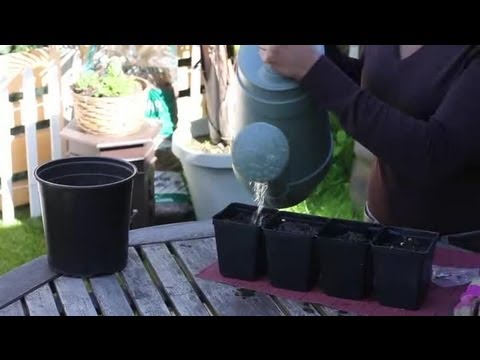 how to transplant ampalaya