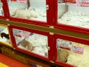Small Dog Pet Shop Japan Fukuoka