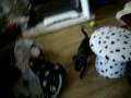 videos de Bailey pt 8 19122008
