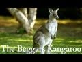 funny australian song live KangarooThe Beggars Handmade Australian Music