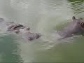Zooz Hippopotami