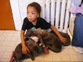 5 pitbull attack 4 year old girl 5 pitbull attack 4 year old girl
