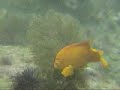 California Kelp California Kelp