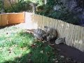 Tortoise Parade