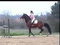 Showjumping training
