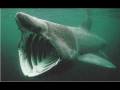 The Basking Shark