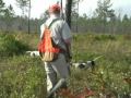 Quail Hunt
