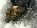 先日、甲斐犬の富士ちゃんが来店してくれました。 昨年の暮れに交通事故で生死の境を彷徨いましたが、日本犬の逞しさでしょうか、無事に生還できました。 本当に良かったと想います。 とっても可愛らしい表情で少々、緊張気味でしたが何とか無事に一回目の水療法を終える事が出来ました。 この、甲斐犬の富士ちゃんを皆さんの応援メッセージで励まして頂けたらと想います。