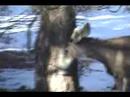 Deer Feeding 101
