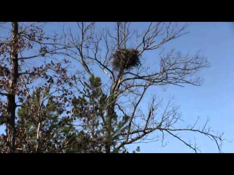136 acres Murfreesboro, AR