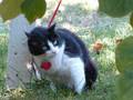 CATTITUDE