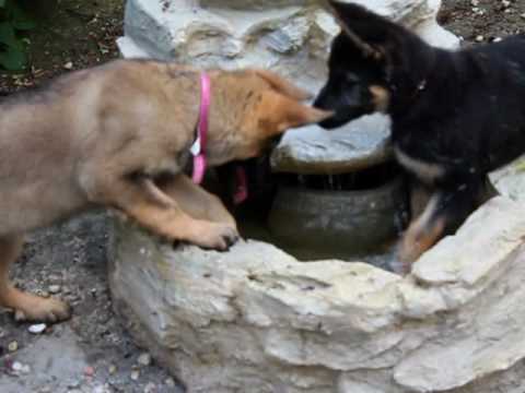 Puppies with a Drinking Problem