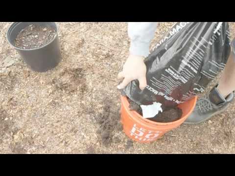 video-linktoworks-How much soil for a 5 gallon bucket? - Container...