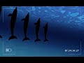 Wildscreen Festival Sting - Can-Can Dolphins