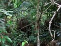 Elephants in bushes