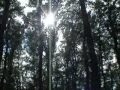 LA FAMIGLIA IN FORESTA