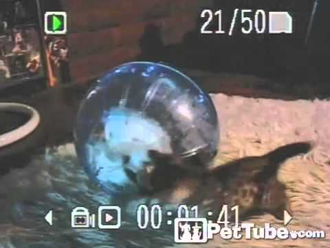 Видео 'Котята и шар'