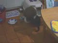 Gatto che si spaventa Gatto che si spaventa