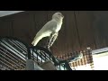 Goffins Cockatoo Talking Goffins Cockatoo Talking
