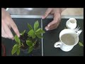 How to Clone any plant for hydroponic or regular gardening How to Clone any plant for hydroponic or regular gardening