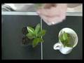 How to Clone any plant for hydroponic or regular gardening