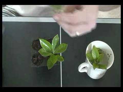how to grow hydroponic plants