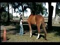 Amazing Parelli Liberty & Bridleless Freestyle Video Amazing Parelli Liberty & Bridleless Freestyle Video