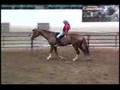 Amazing Parelli Liberty & Bridleless Freestyle Video